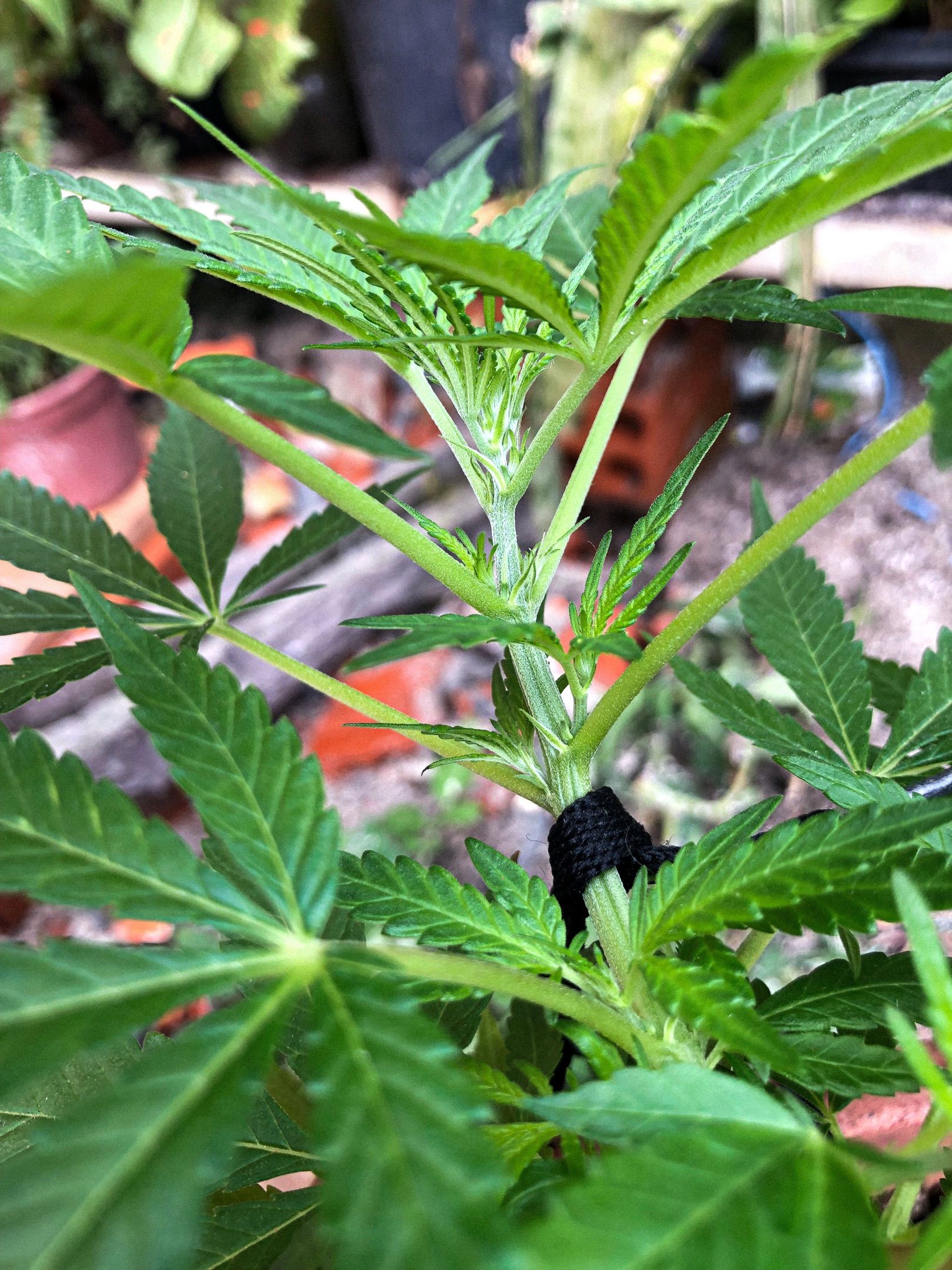 Akira growlog photo 43