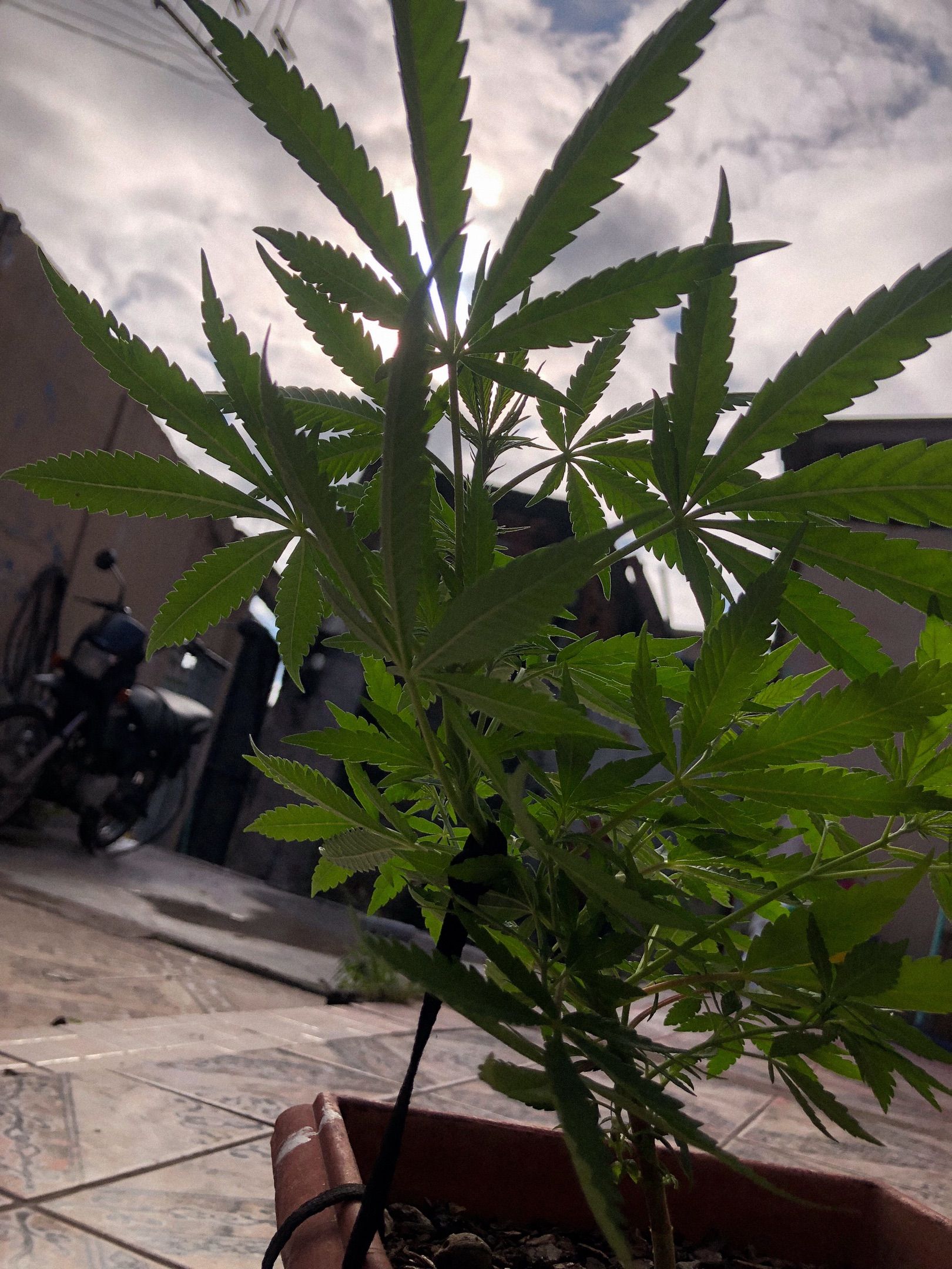 Akira growlog photo 52