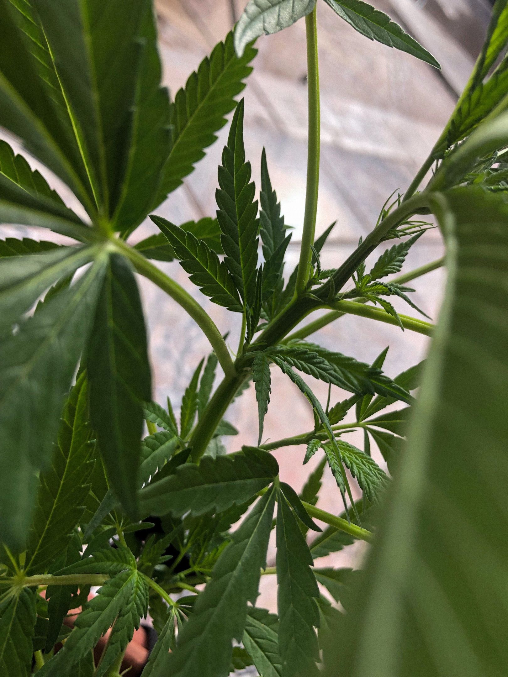 Akira growlog photo 44