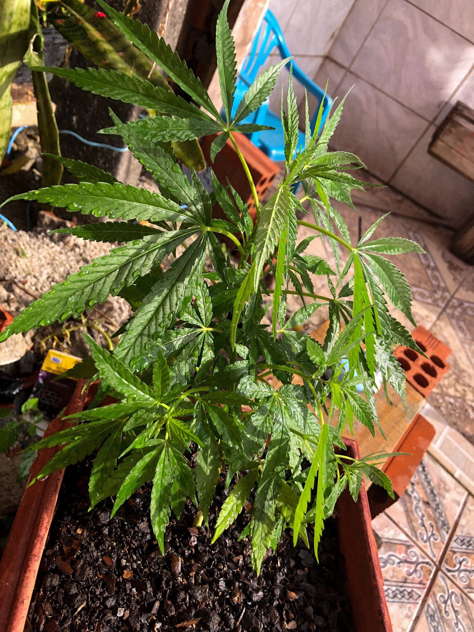 Akira growlog photo 45