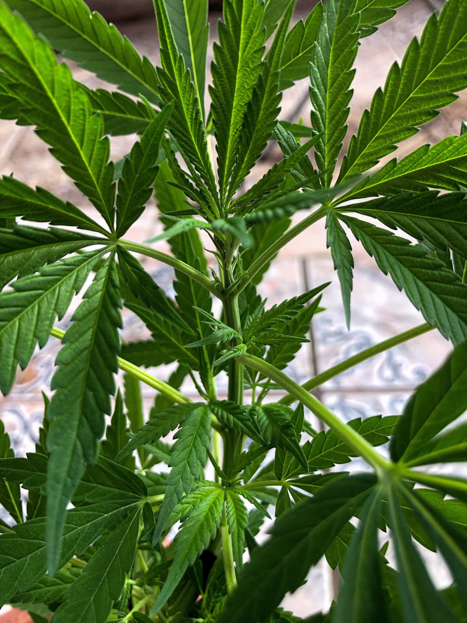 Akira growlog photo 46