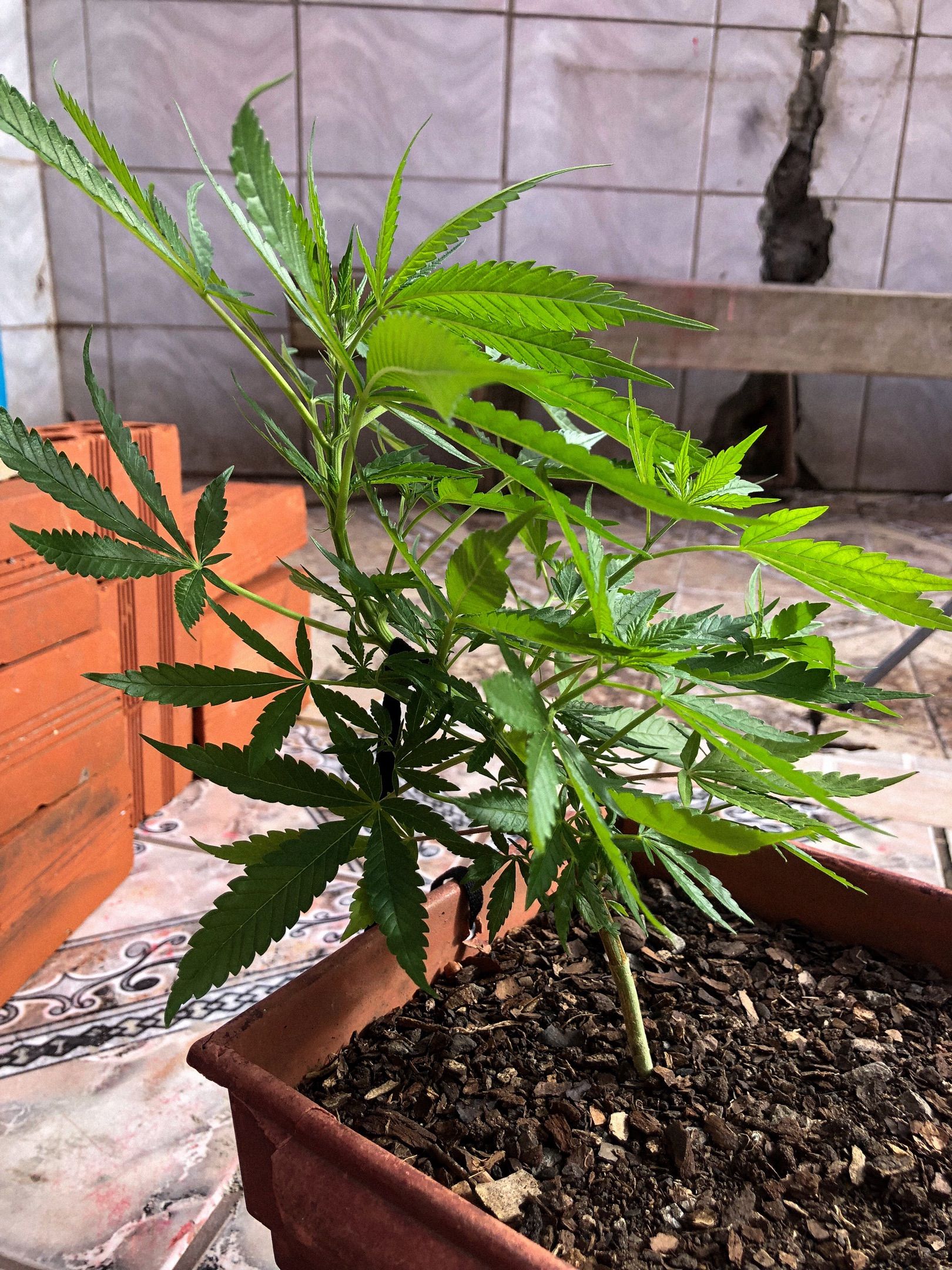 Akira growlog photo 47