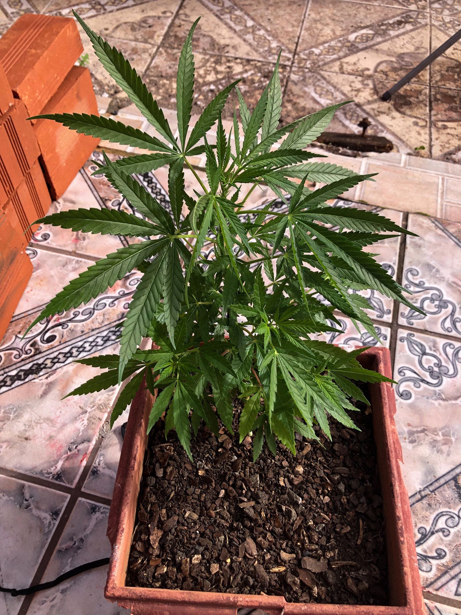 Akira growlog photo 48