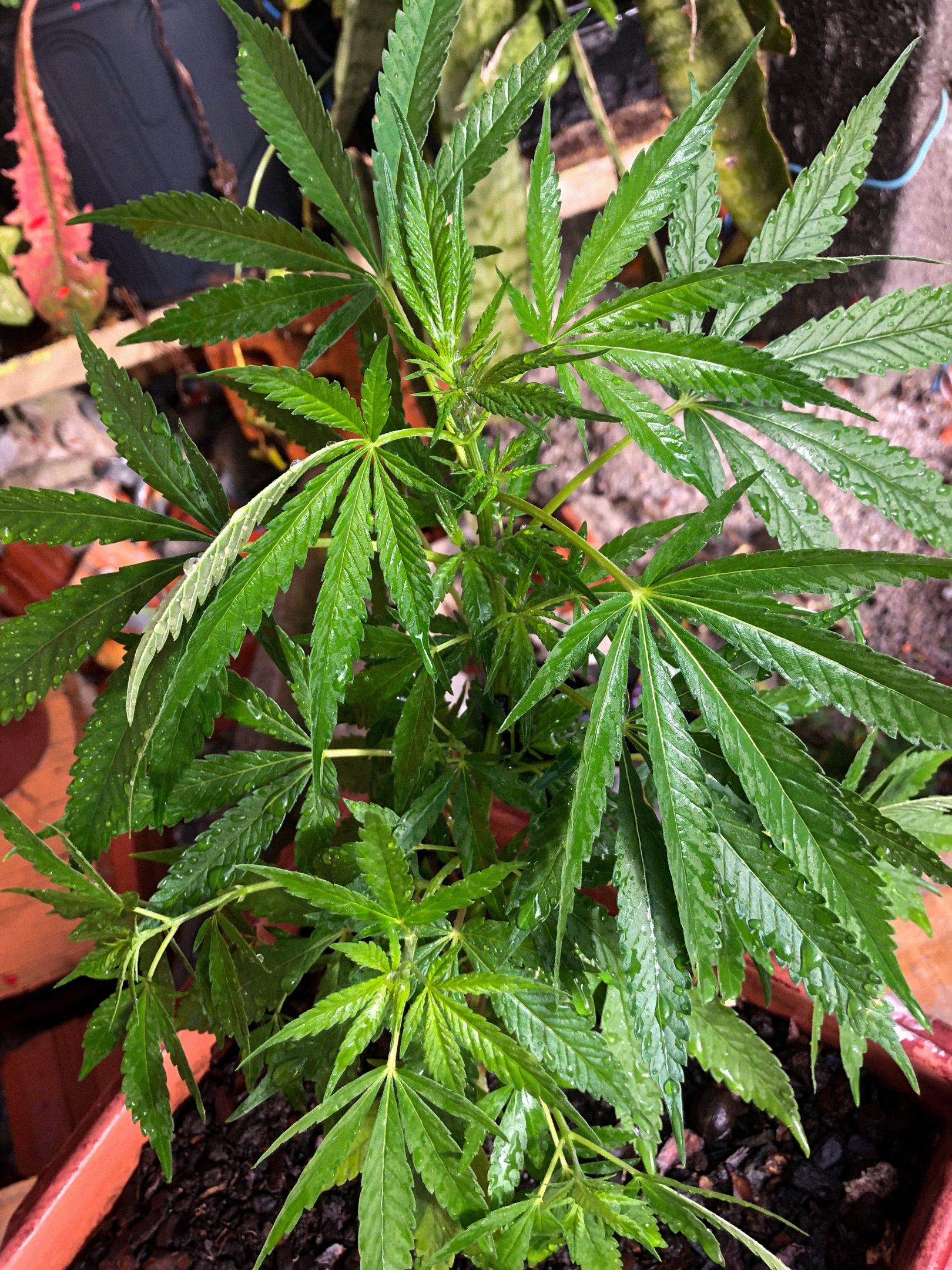 Akira growlog photo 51