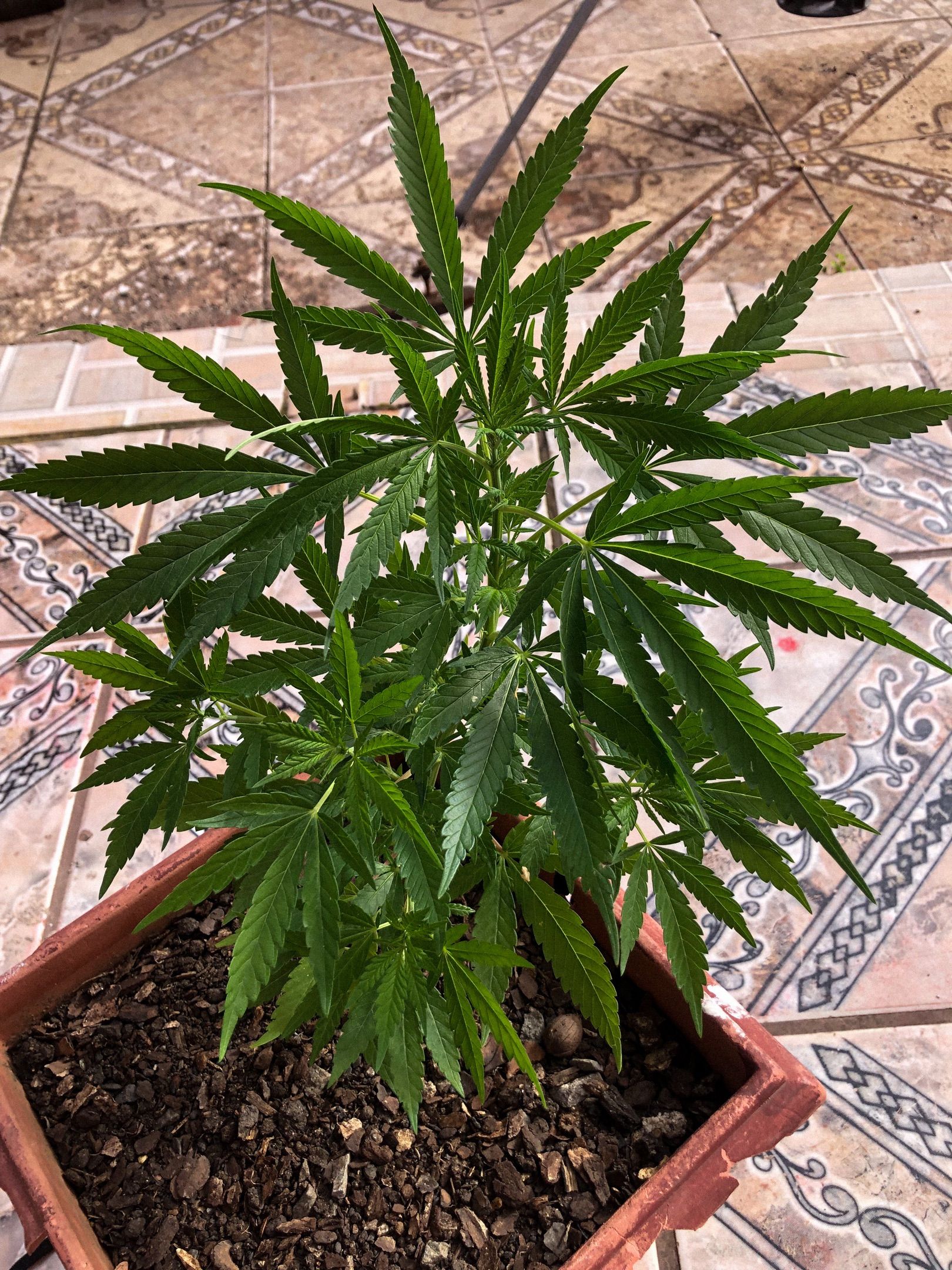 Akira growlog header