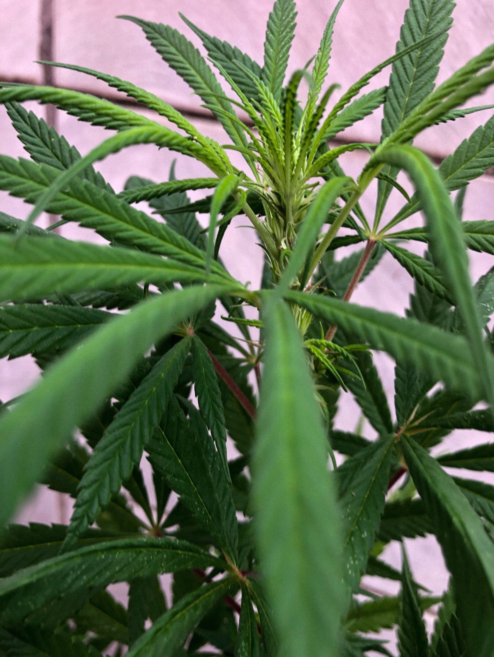 Akira growlog photo 54