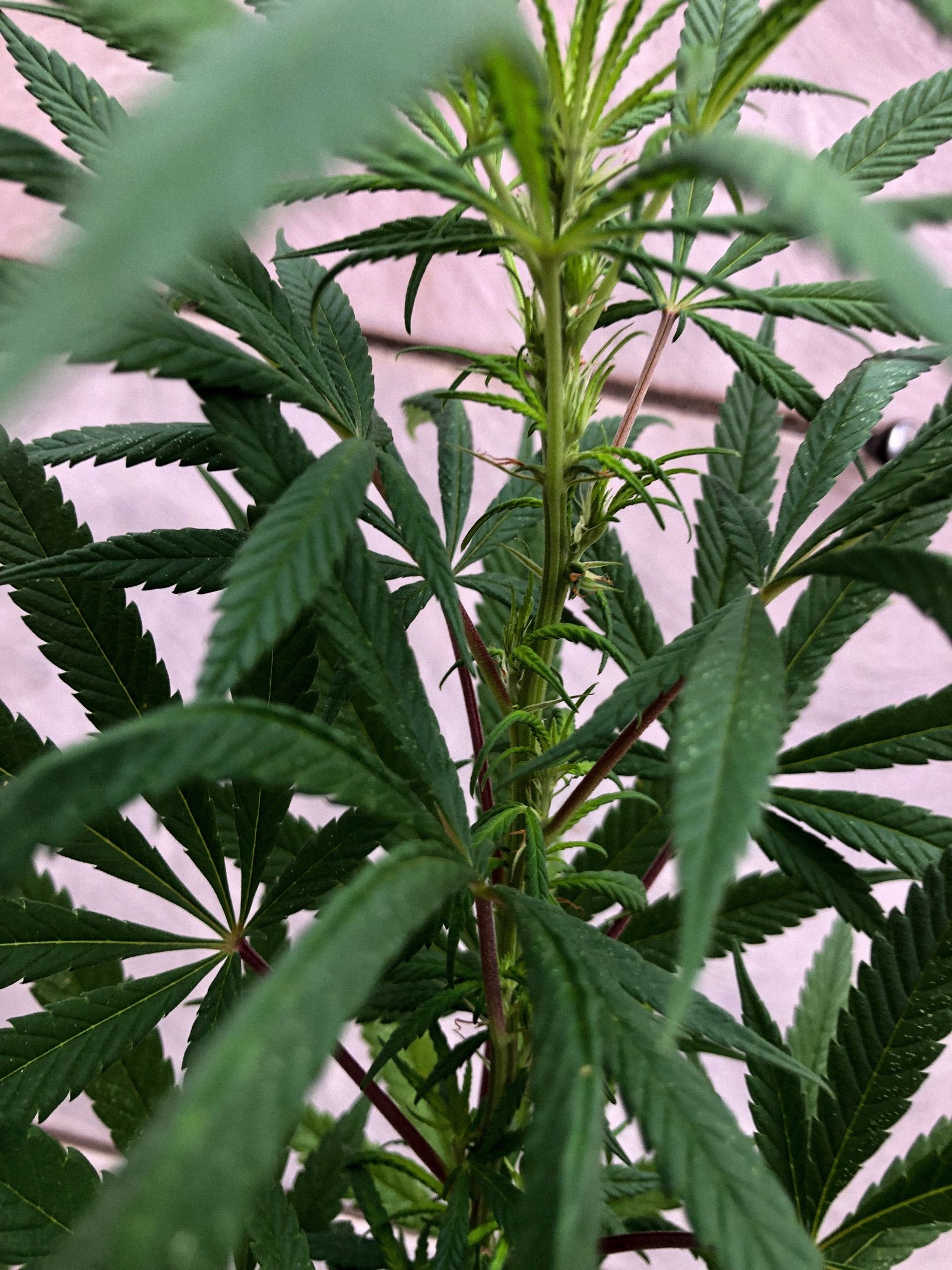 Akira growlog photo 53