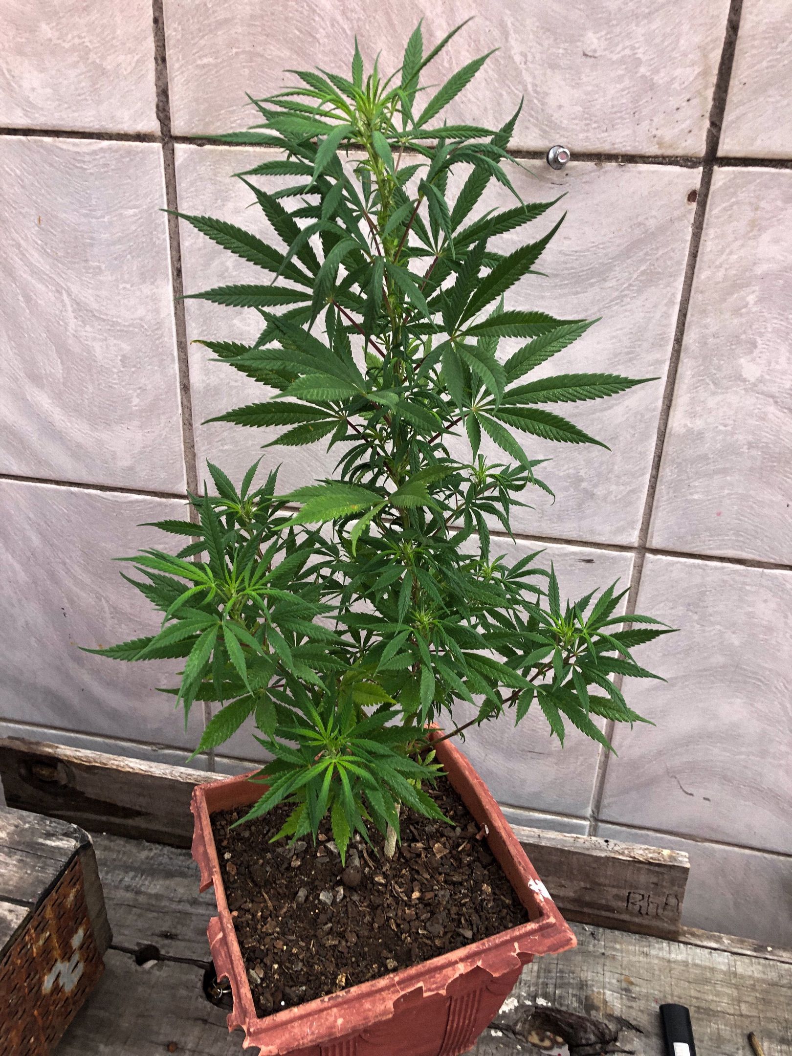 Akira growlog photo 55