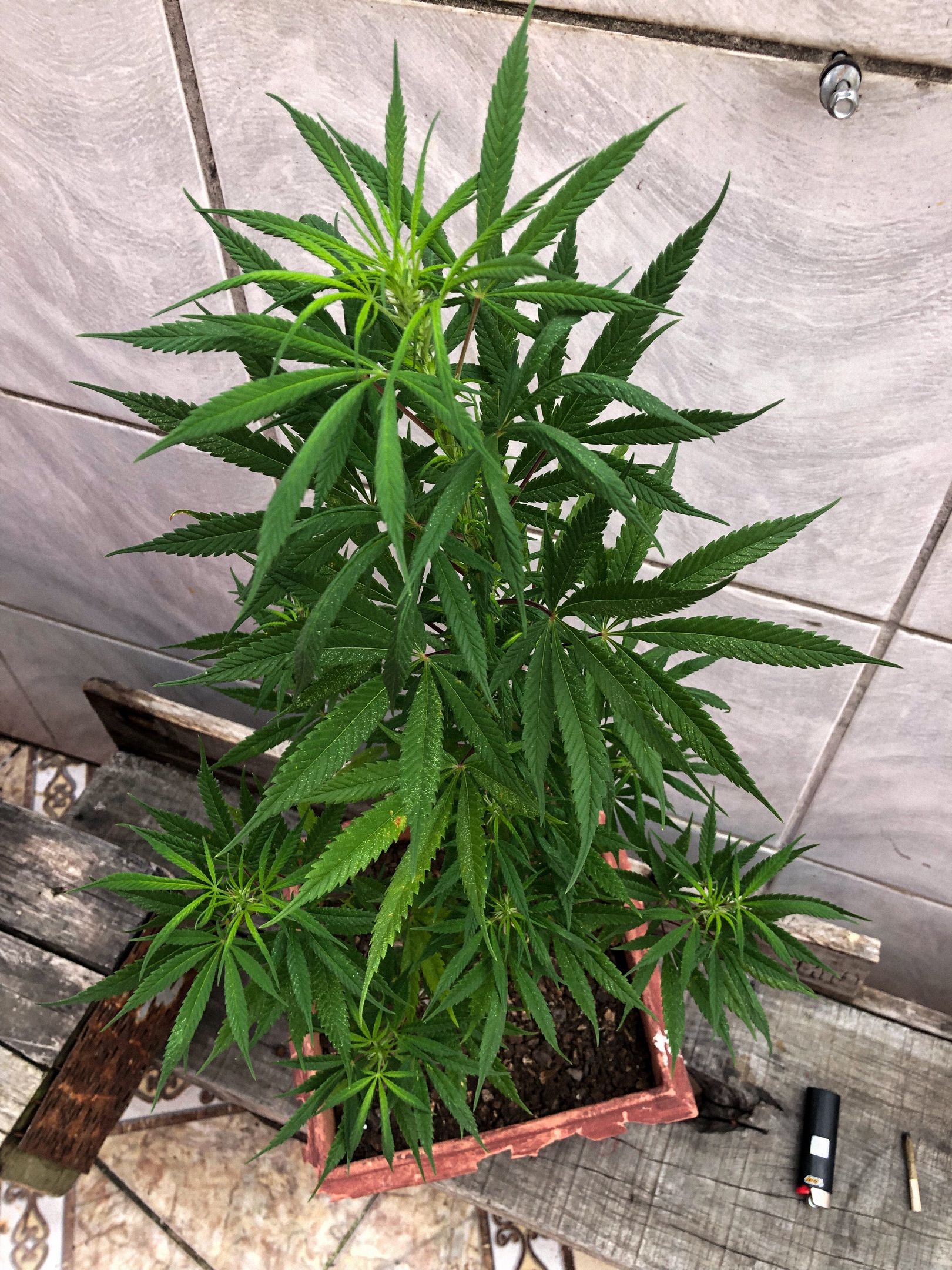 Akira growlog photo 56