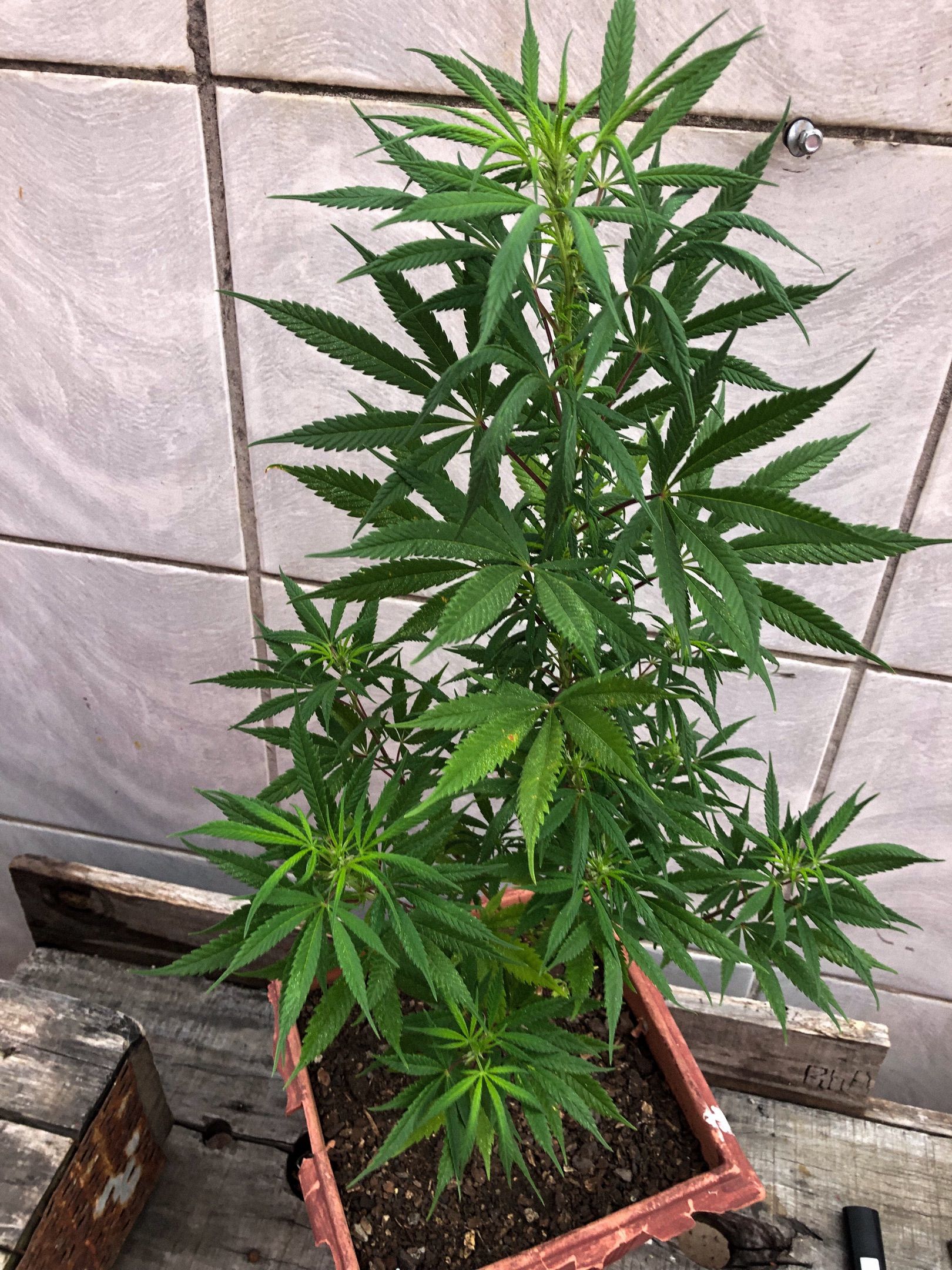 Akira growlog photo 57