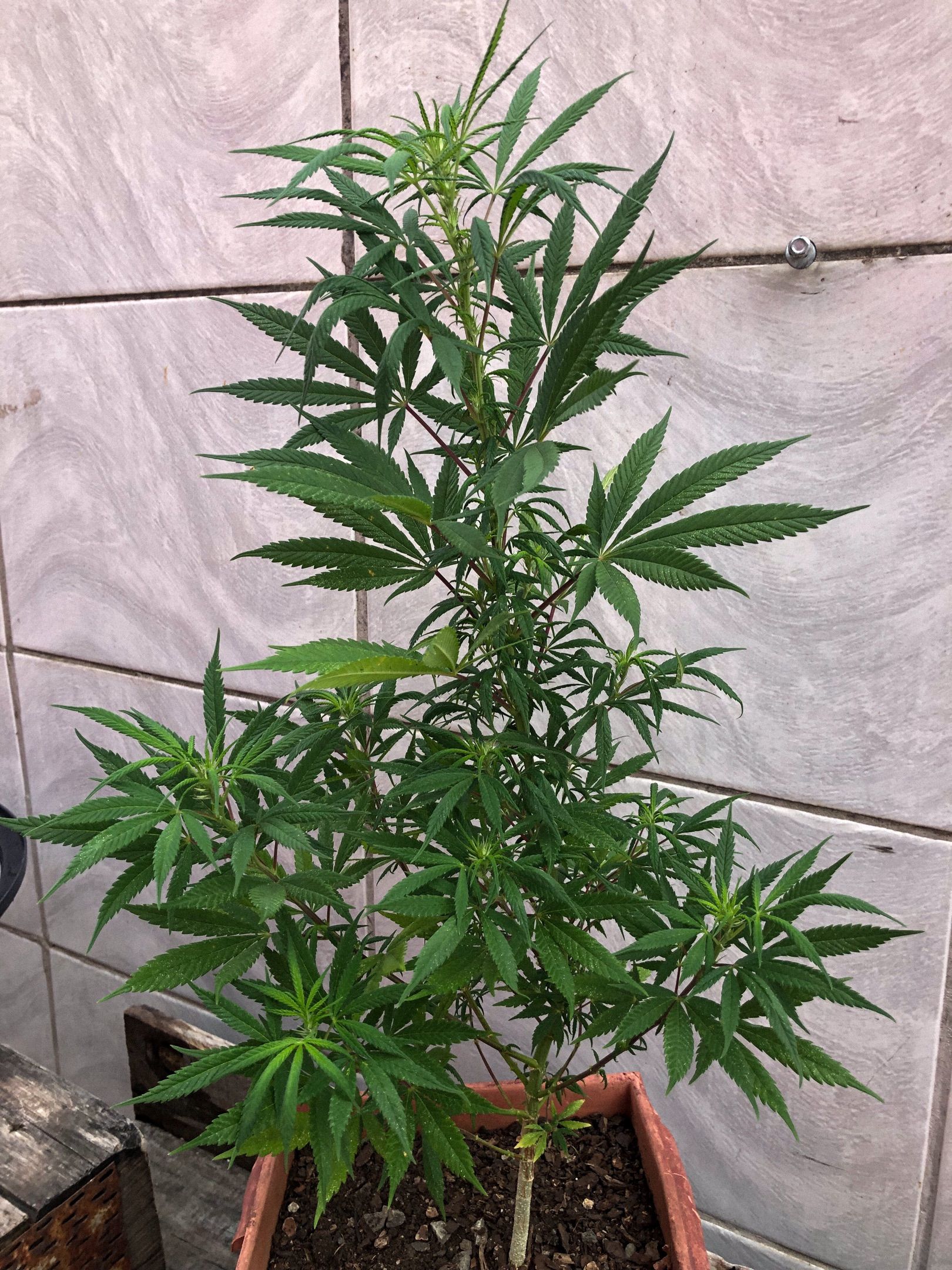 Akira growlog photo 58