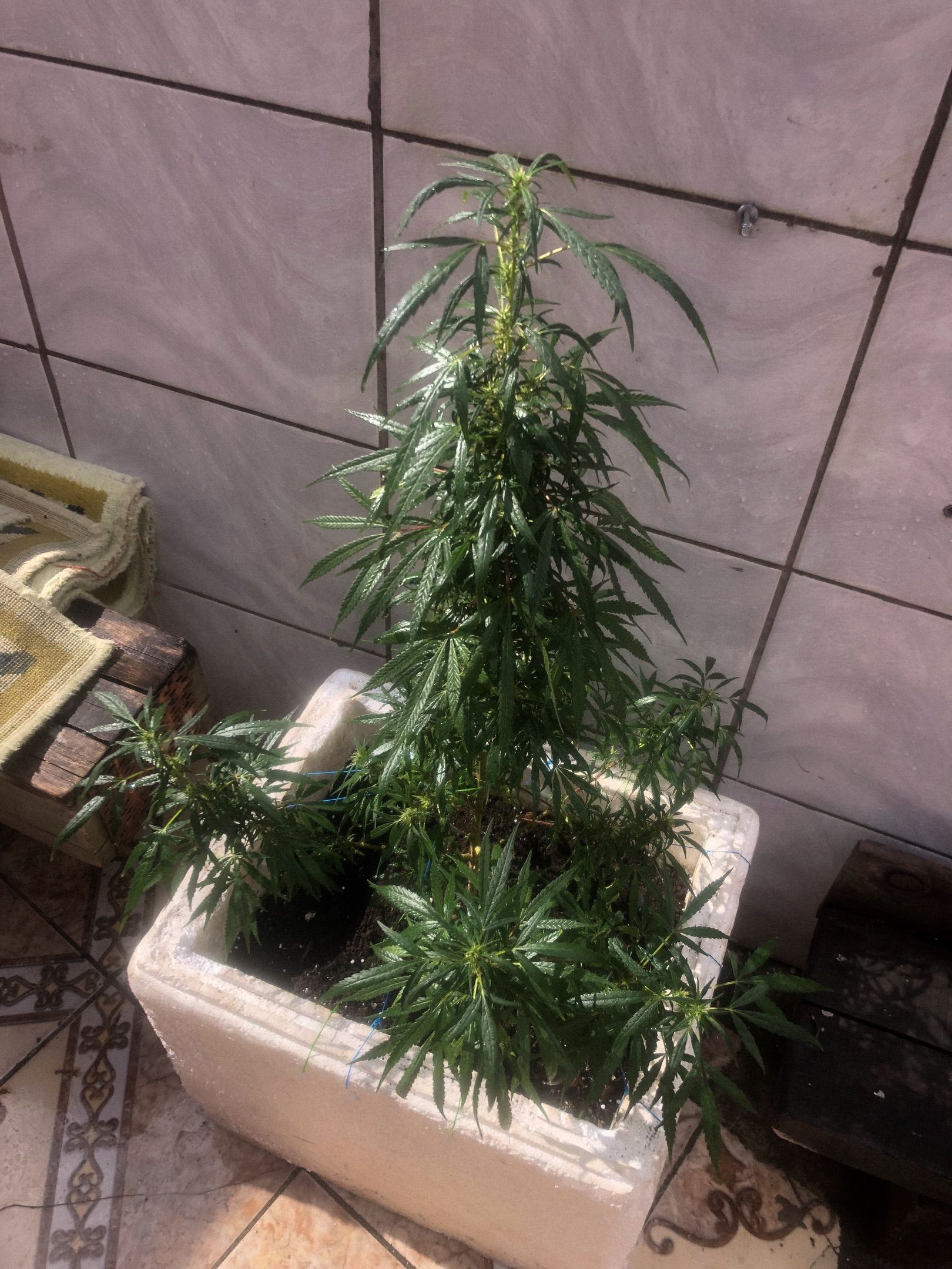 Akira growlog photo 59