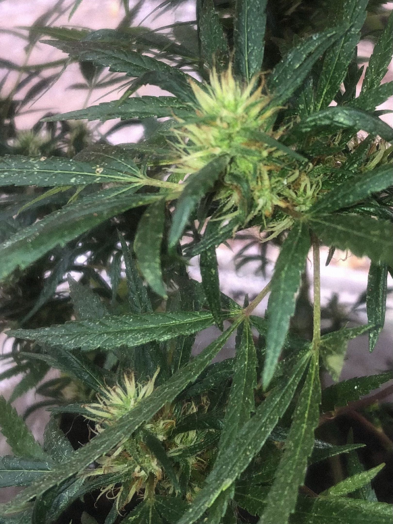 Akira growlog photo 60