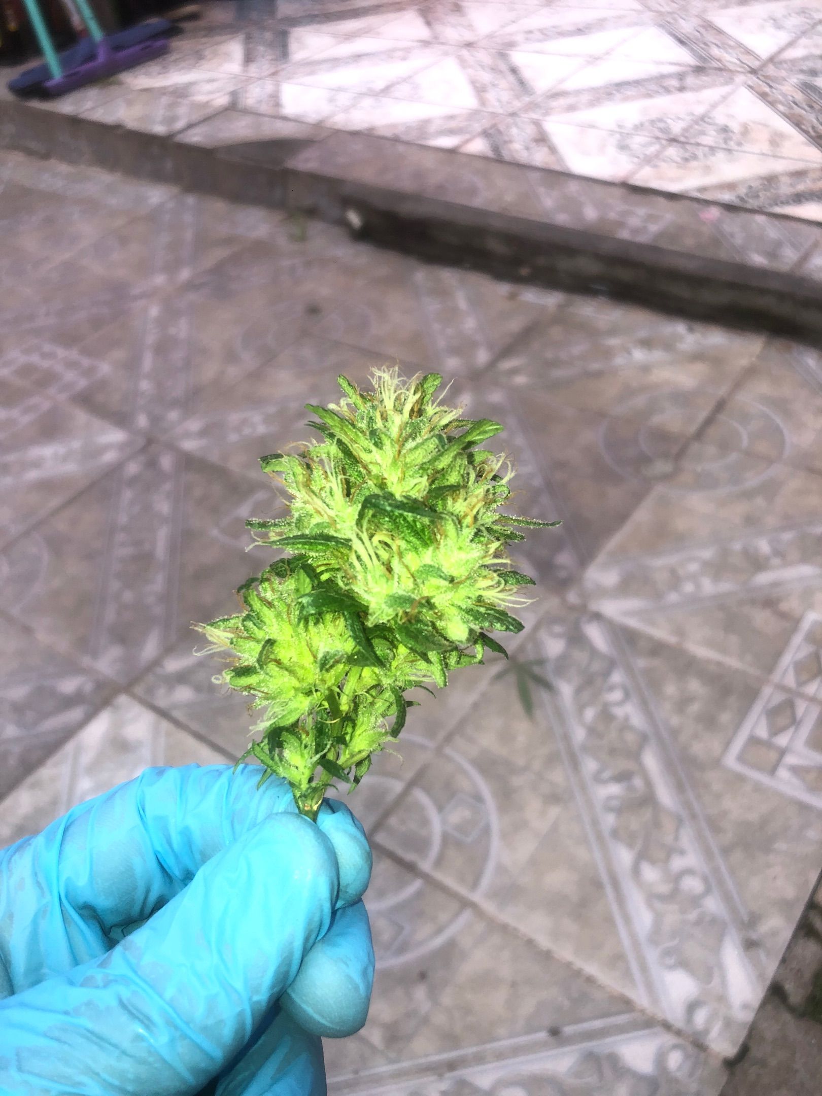 Akira growlog photo 61