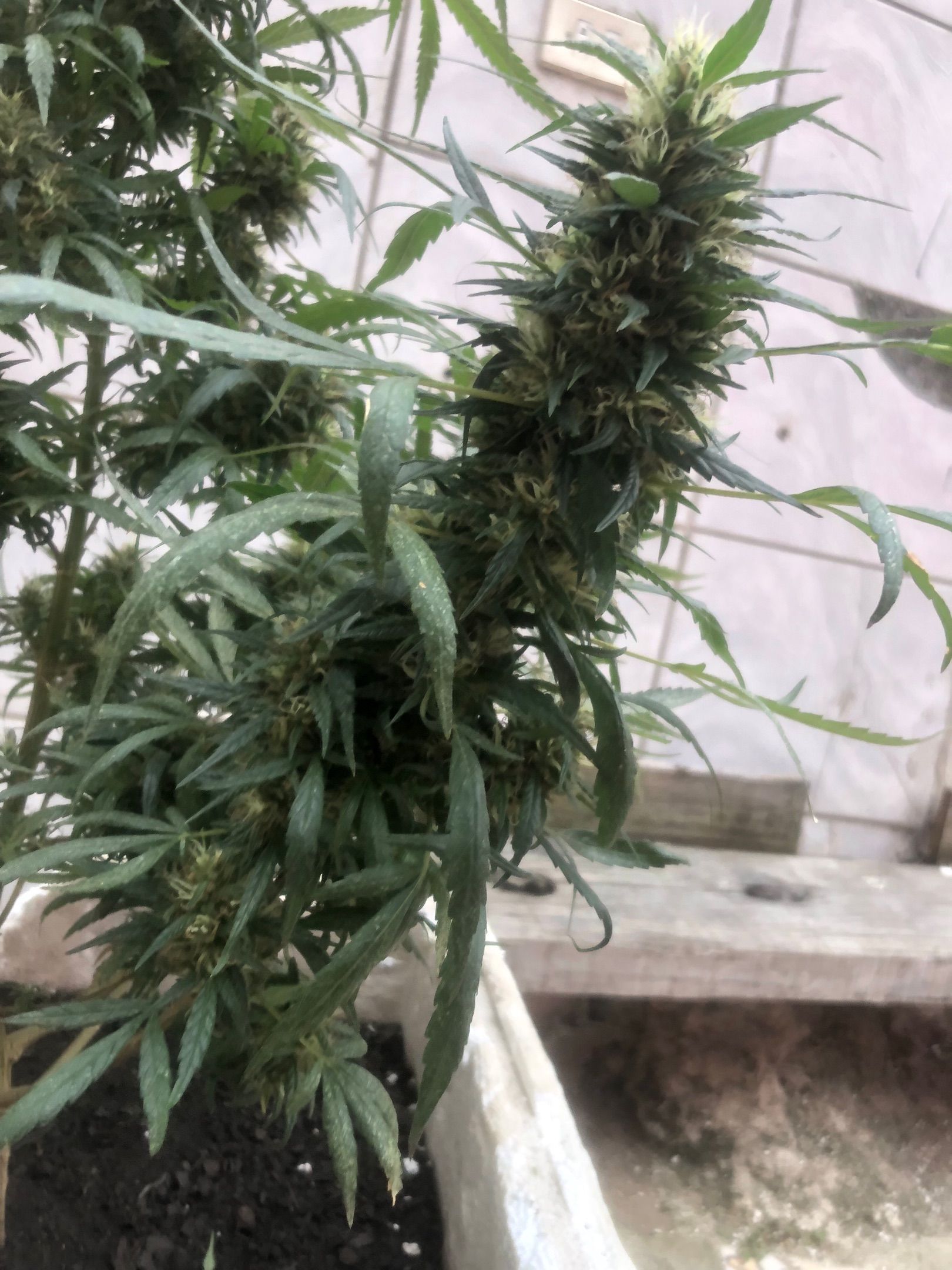 Akira growlog photo 63