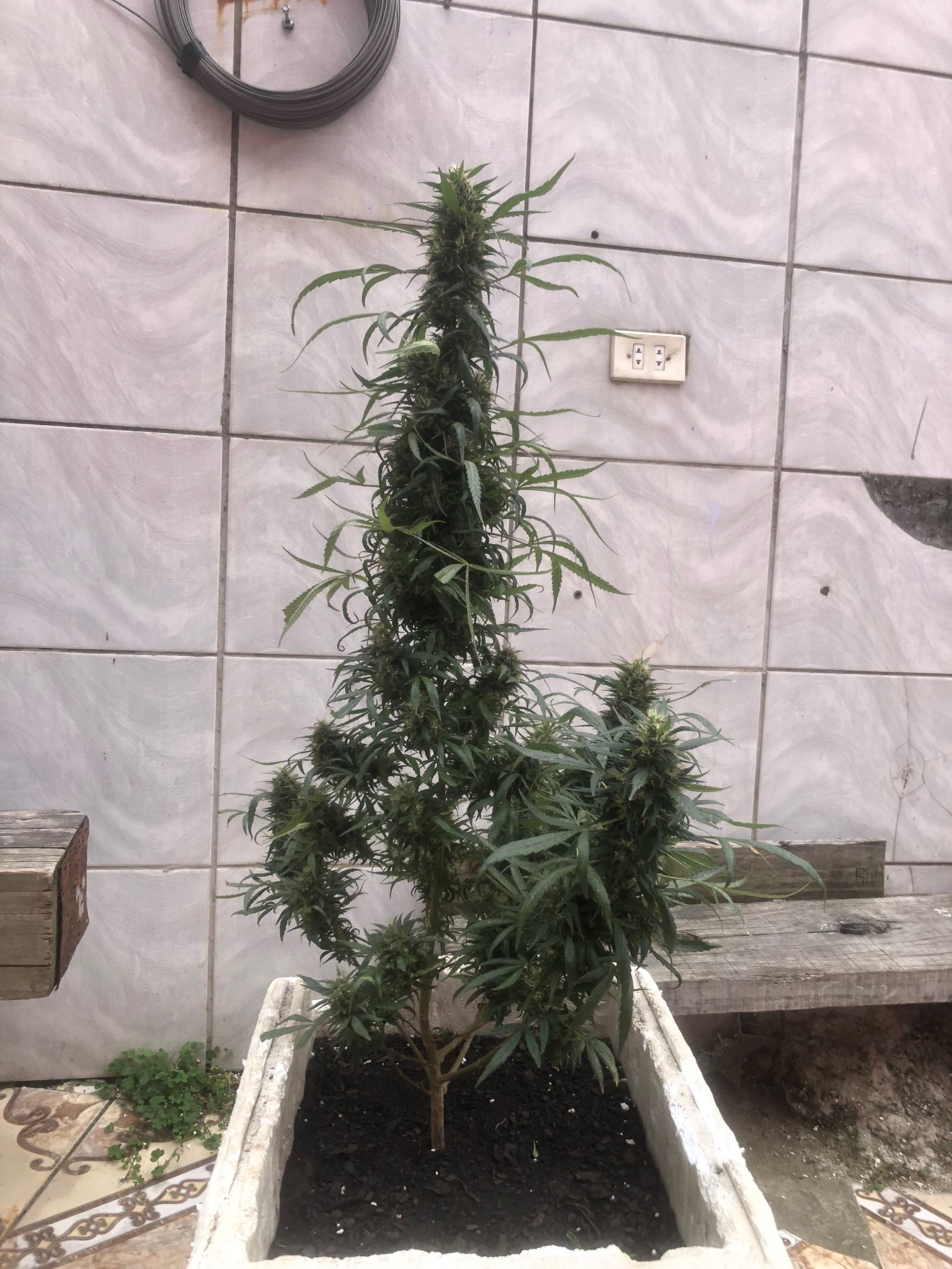 Akira growlog photo 64