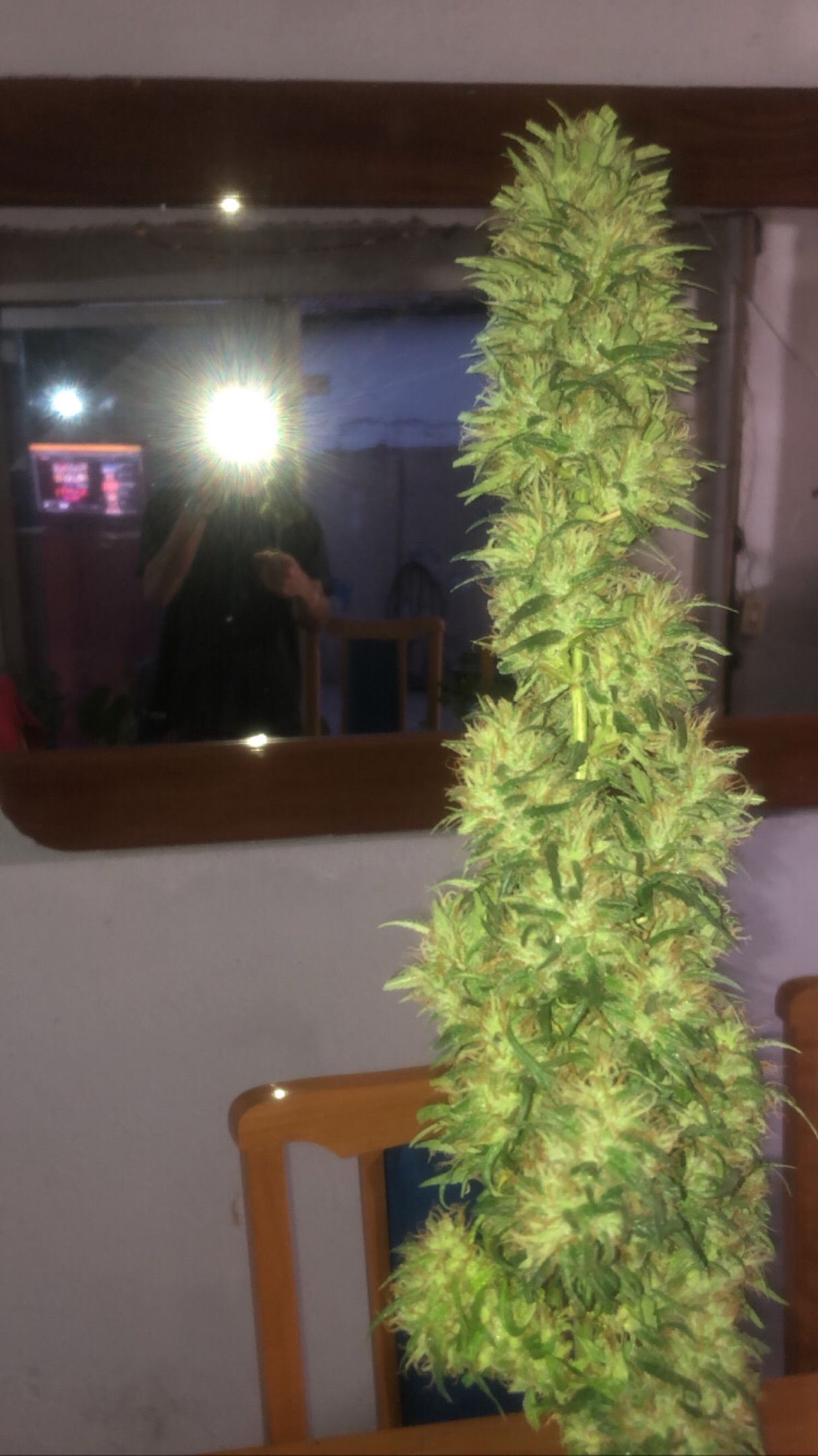 Akira growlog photo 65