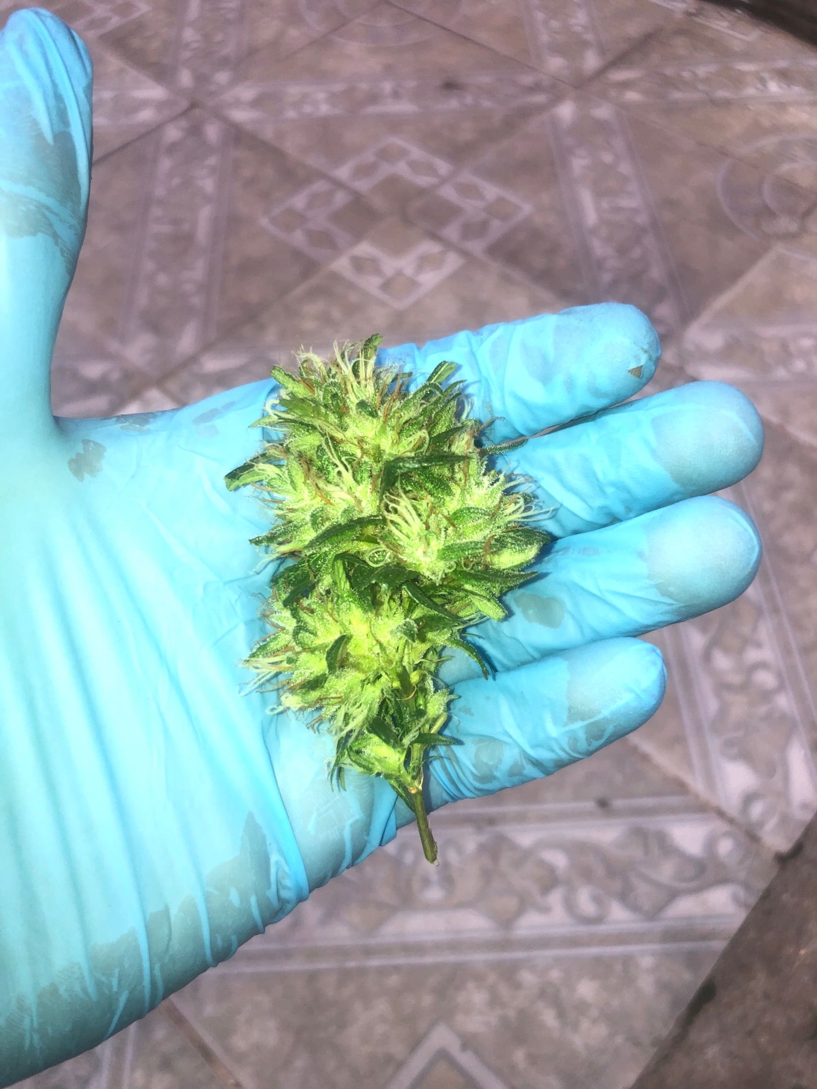 Akira growlog photo 67