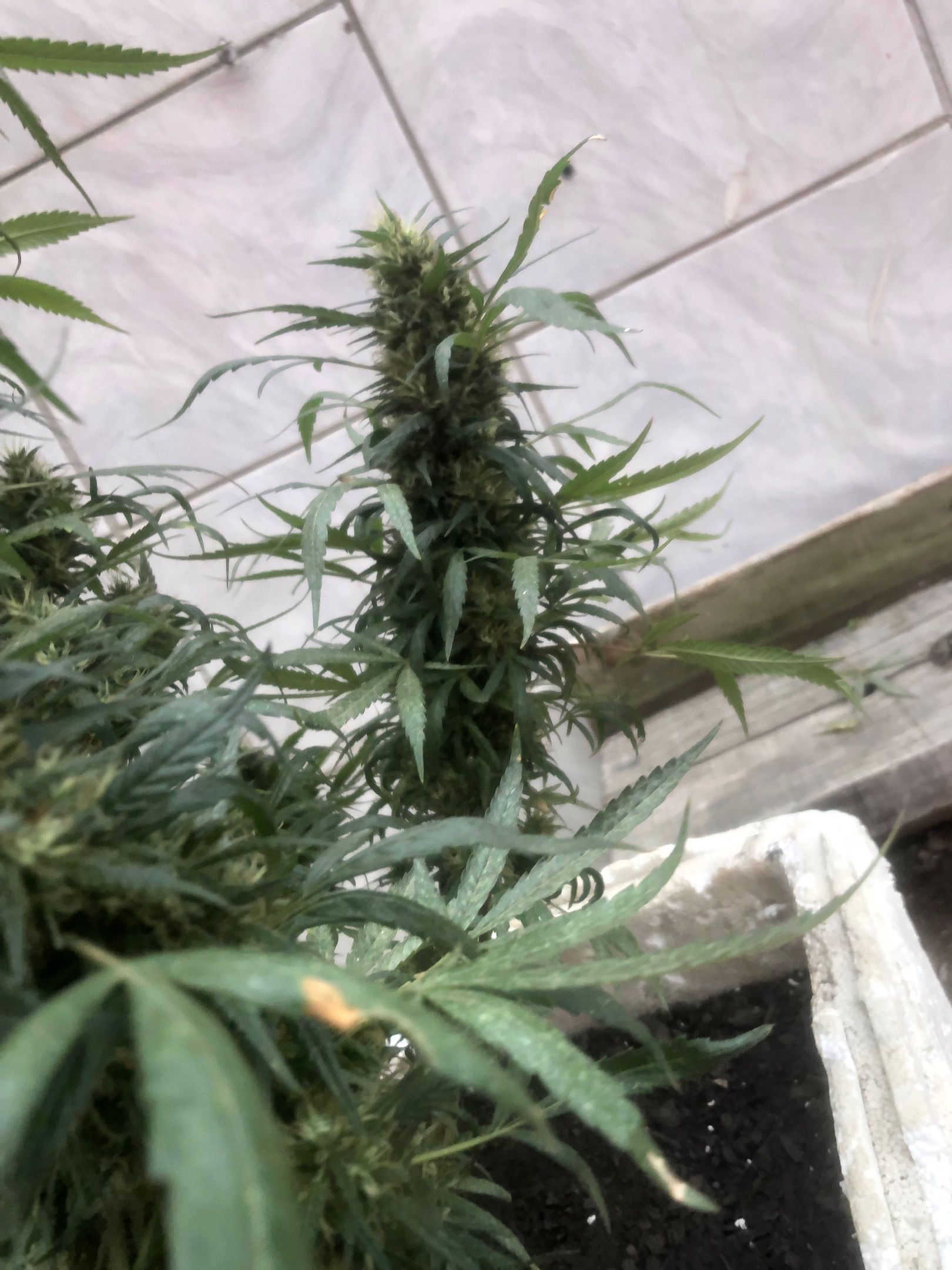 Akira growlog photo 70