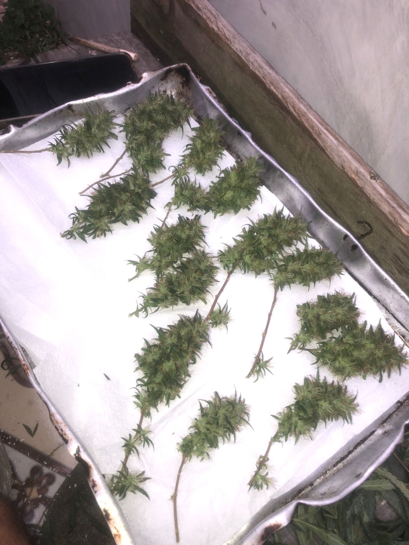 Akira growlog photo 72