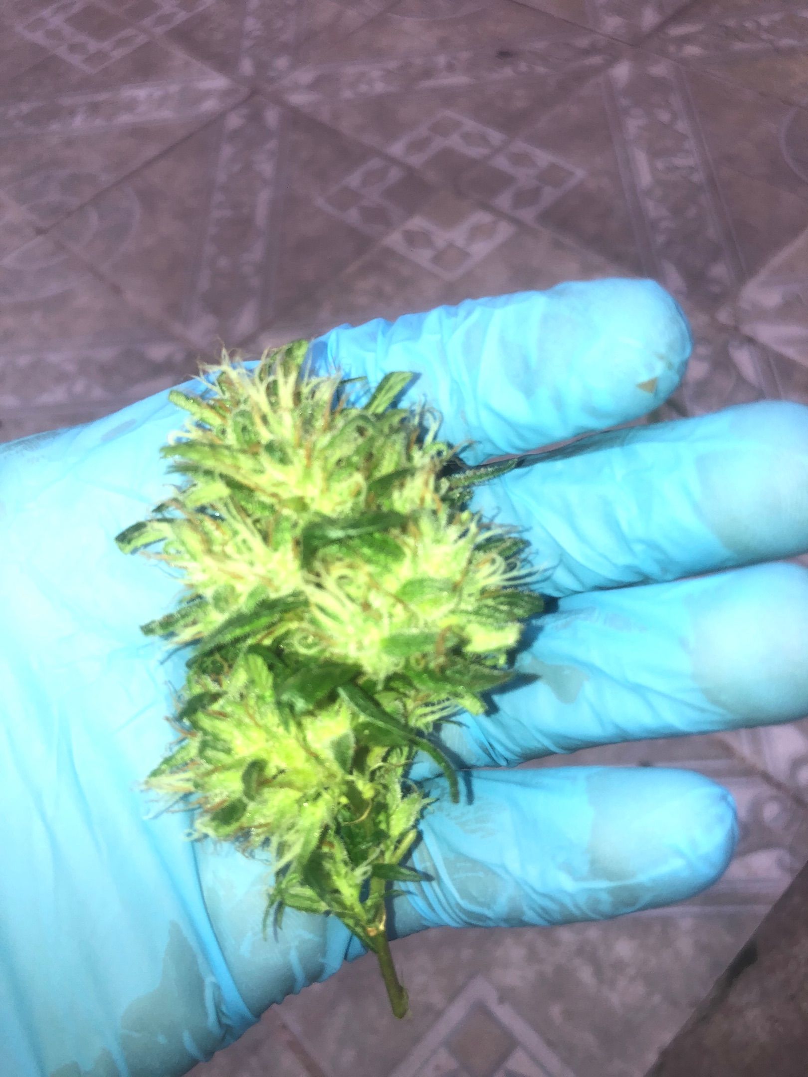 Akira growlog photo 74