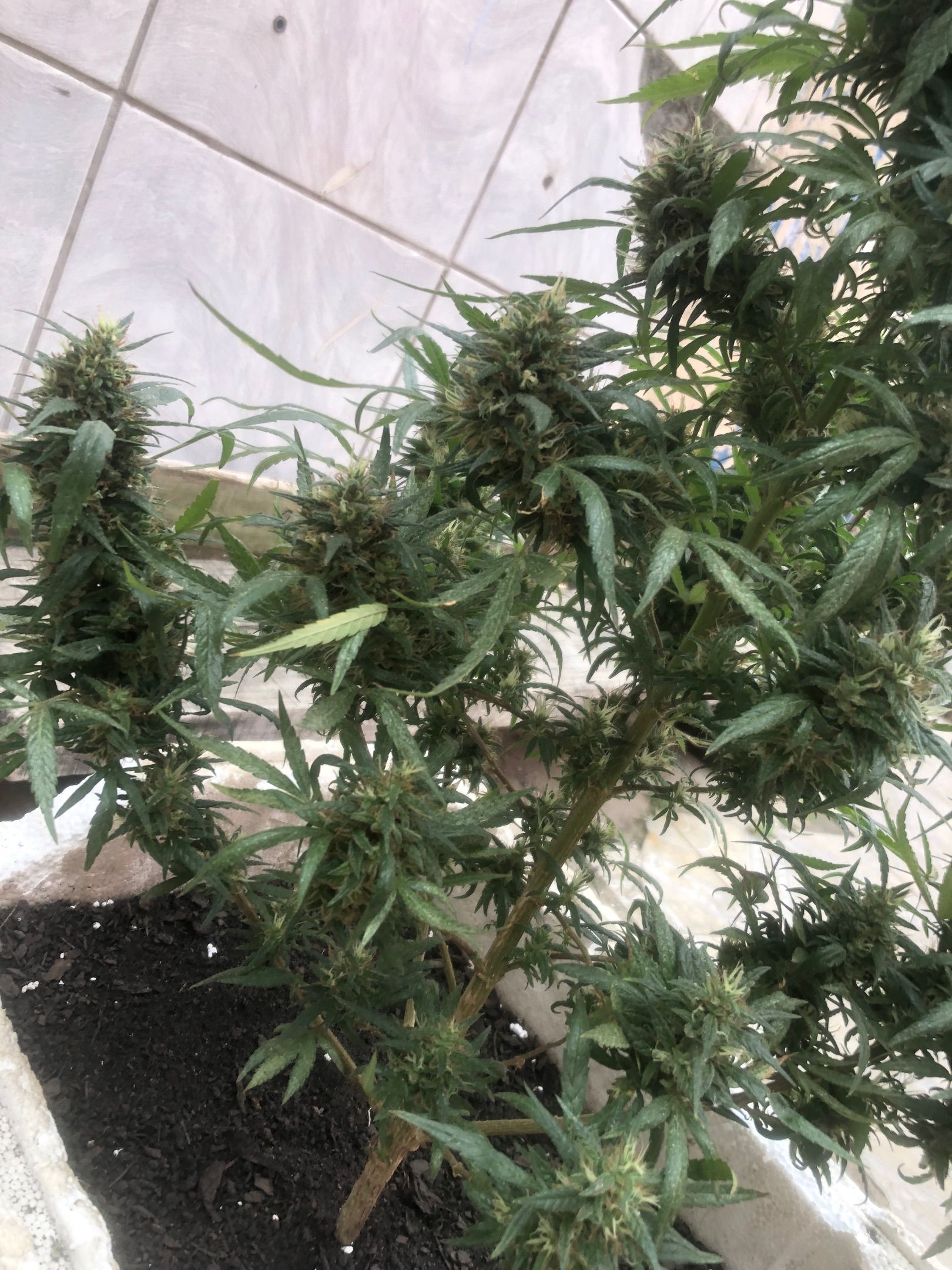 Akira growlog photo 75