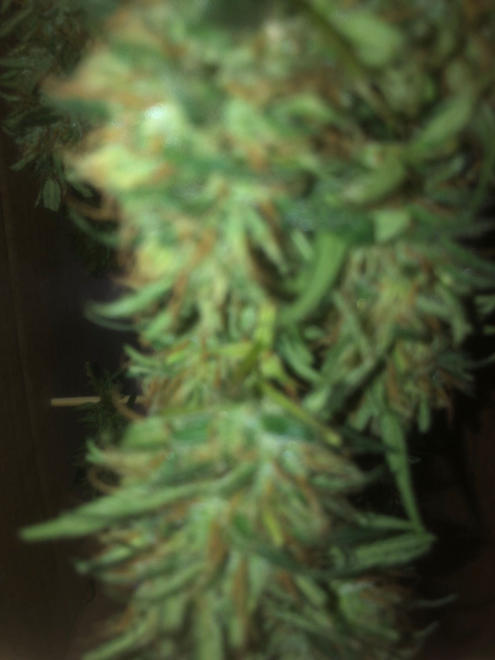 Akira growlog photo 62