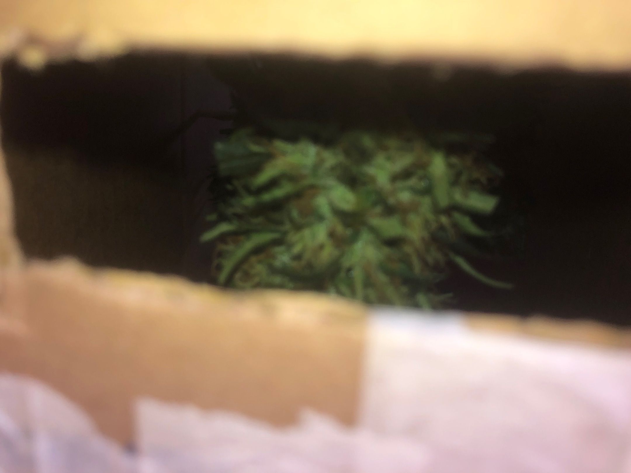 Akira growlog photo 68