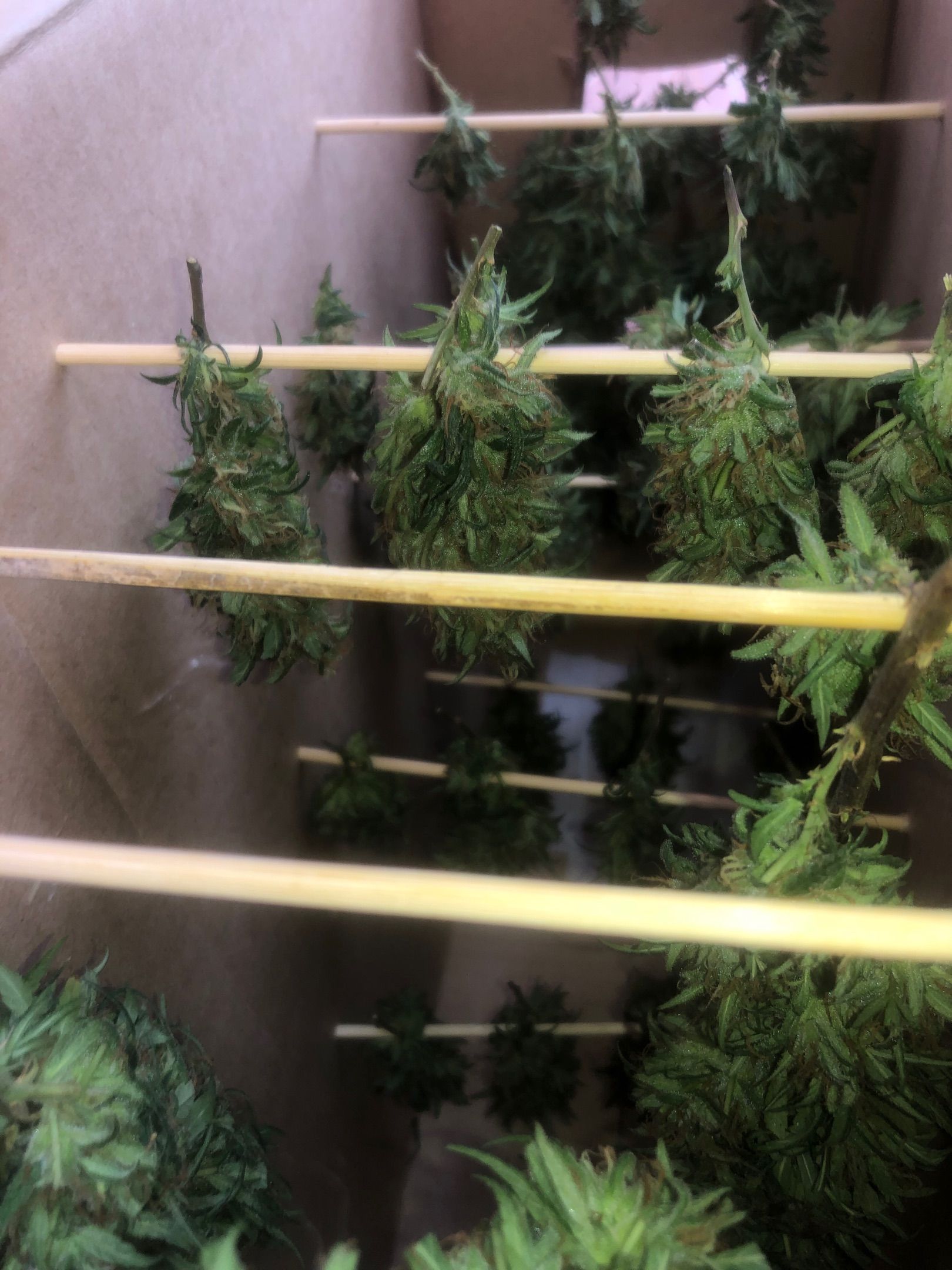 Akira growlog photo 69