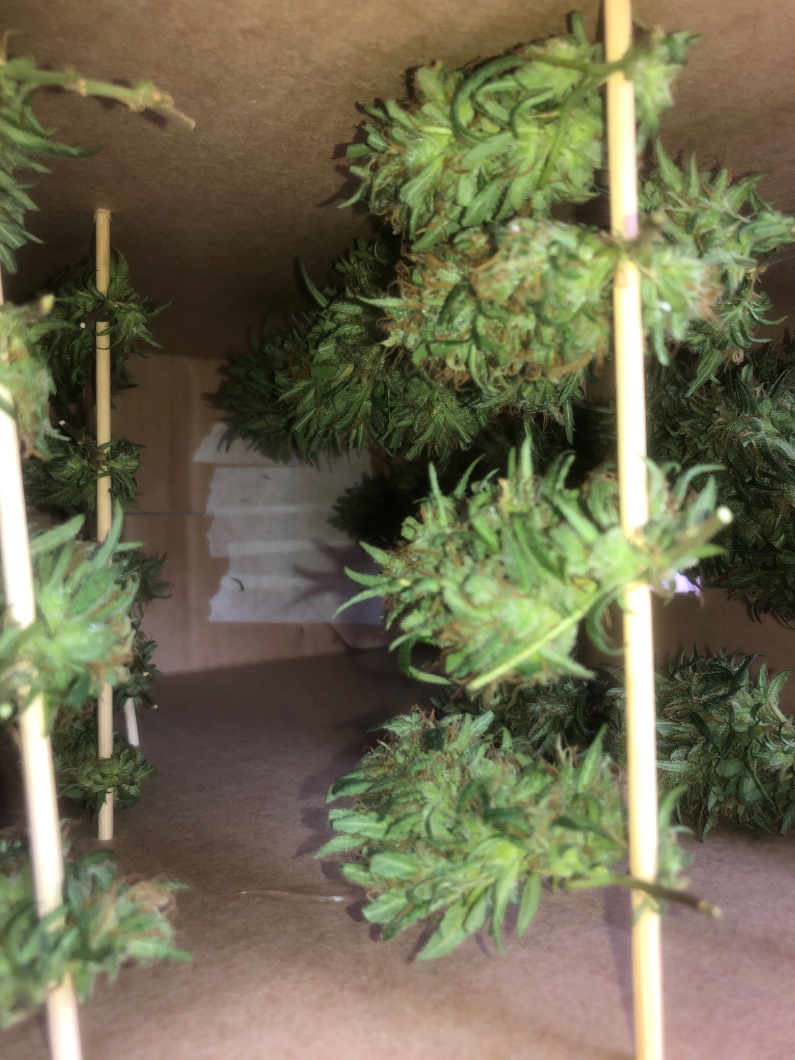 Akira growlog photo 71