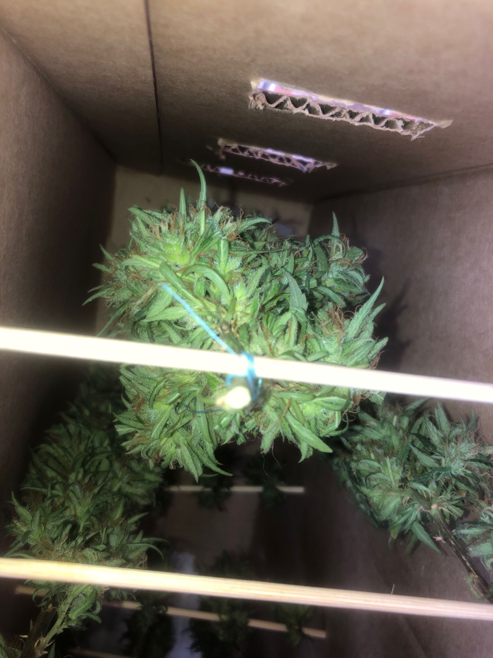 Akira growlog photo 73