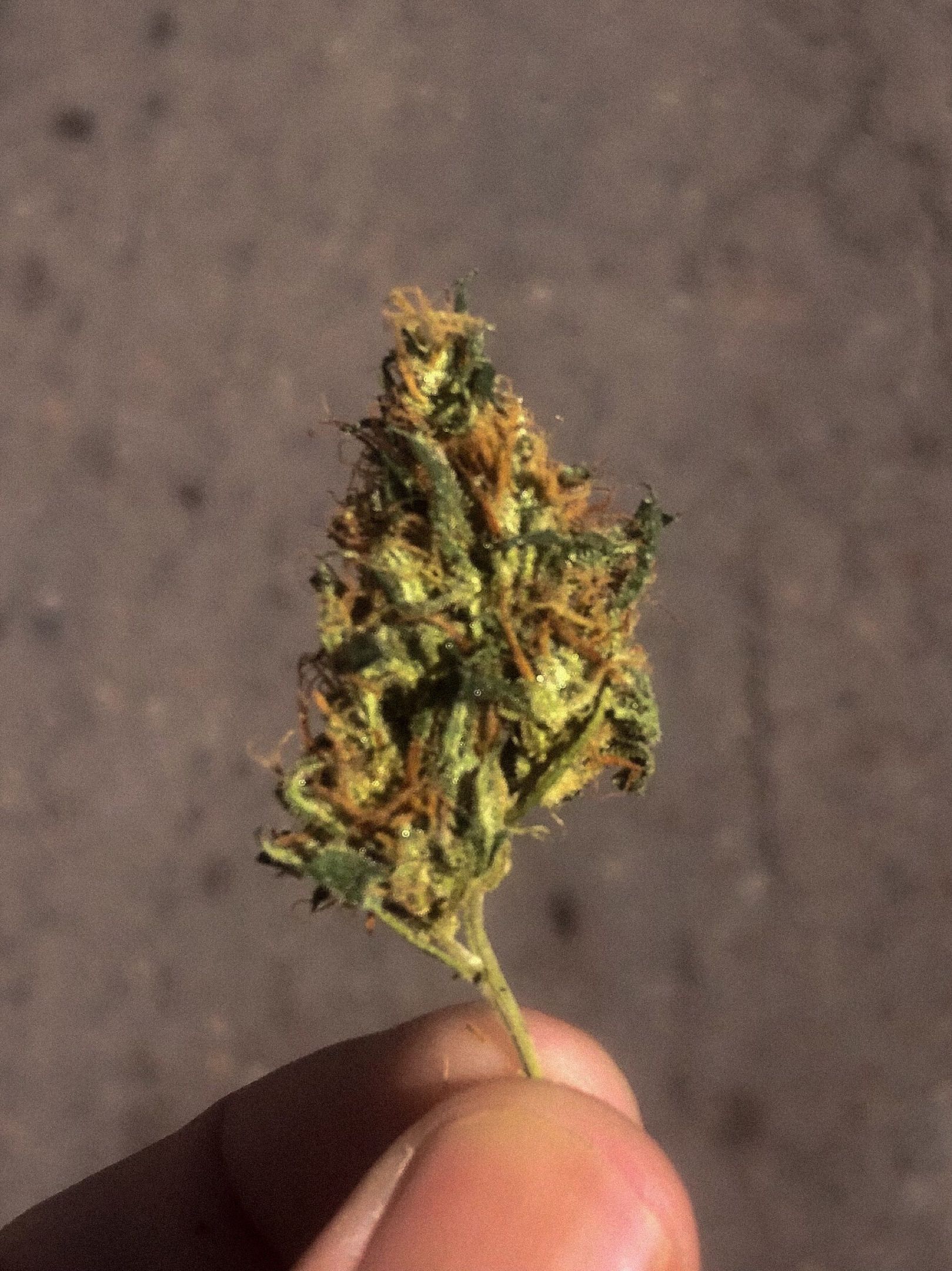 Akira growlog photo 79