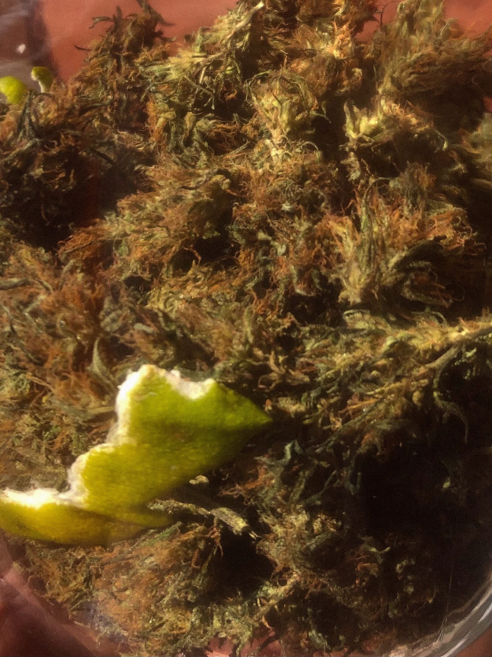 Akira growlog photo 80