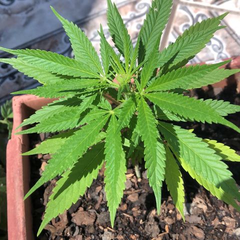 Akira growlog timeline photo