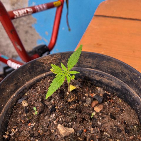 Akira growlog photo