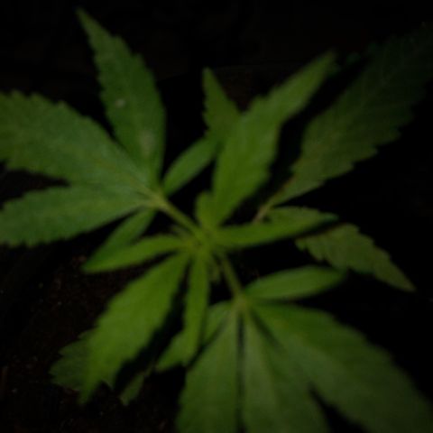 Akira growlog photo