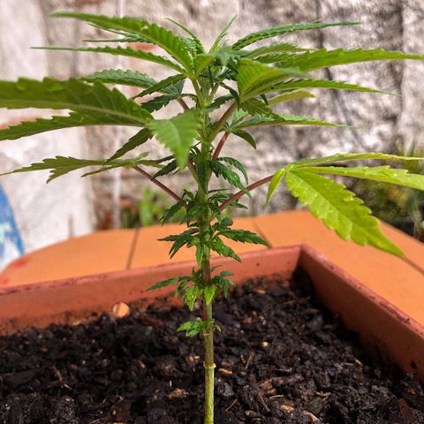 Akira growlog photo