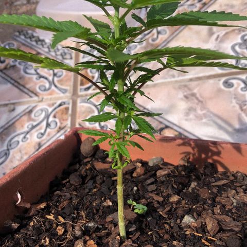 Akira growlog photo