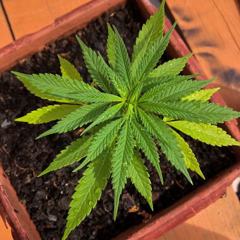 Akira growlog photo: 🥹