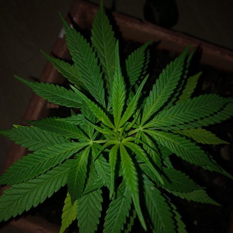 Akira growlog timeline photo