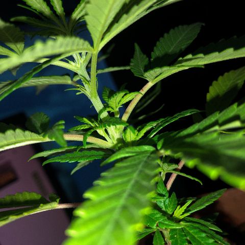 Akira growlog timeline photo