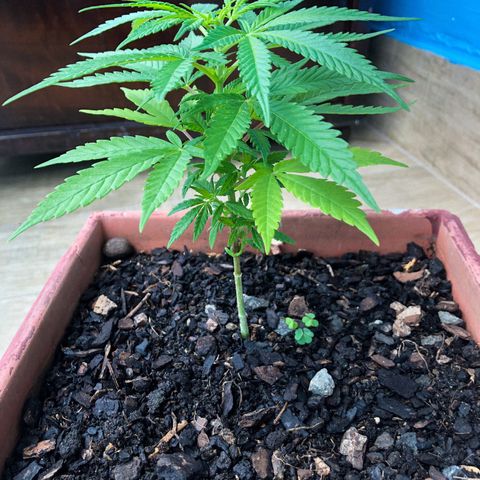 Akira growlog timeline photo