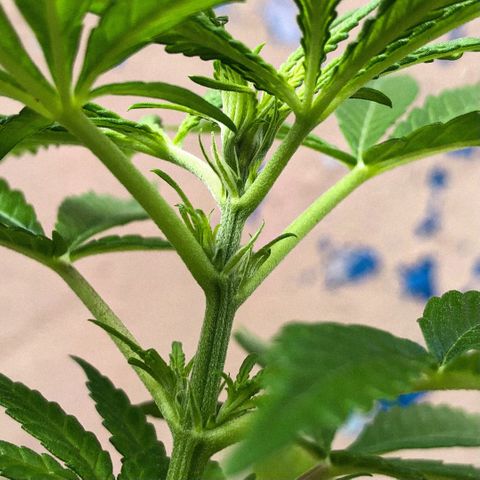 Akira growlog photo: Pistilos/Pistils 