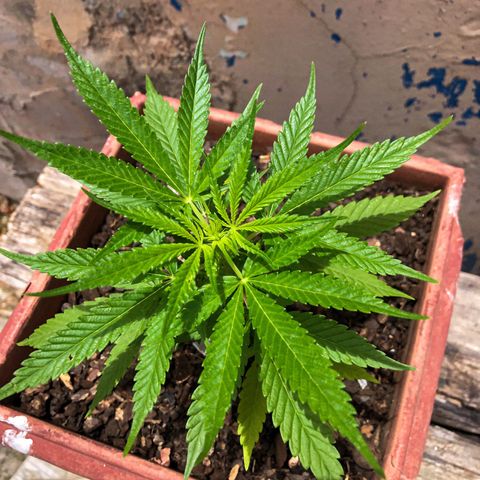 Akira growlog timeline photo