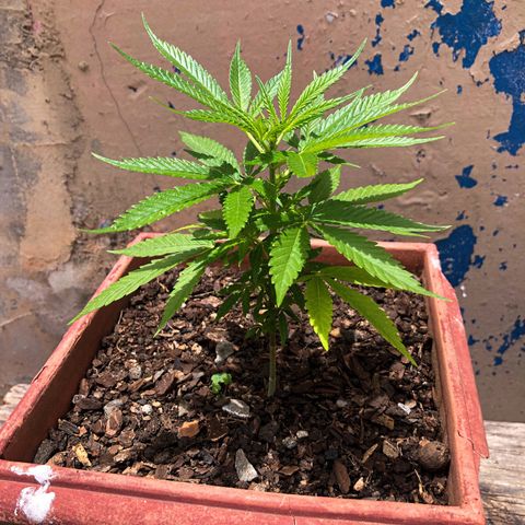 Akira growlog timeline photo