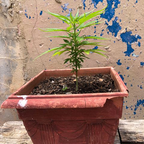 Akira growlog timeline photo