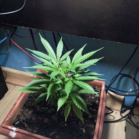 Akira growlog timeline photo