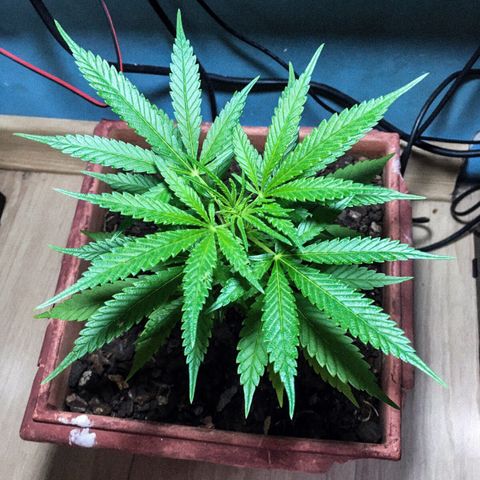 Akira growlog timeline photo