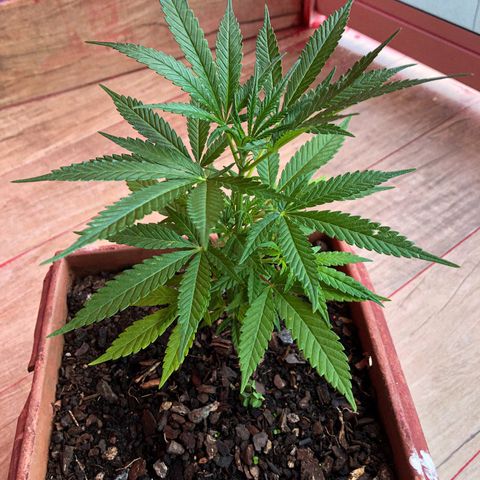 Akira growlog timeline photo