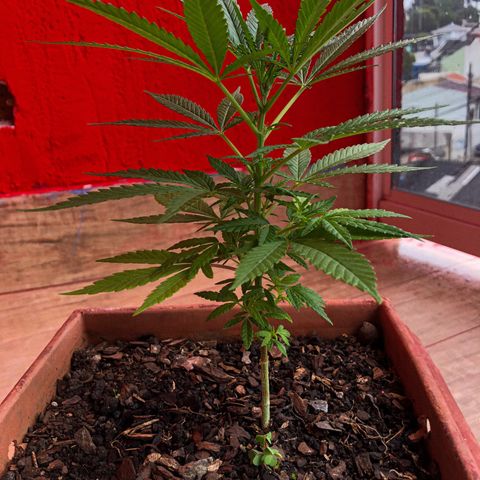 Akira growlog timeline photo